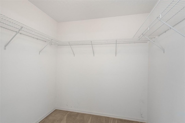 spacious closet featuring carpet