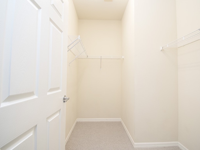 walk in closet with carpet flooring