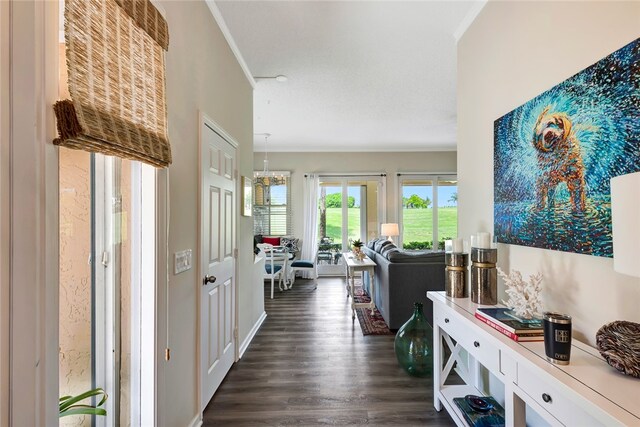 corridor with a notable chandelier, dark hardwood / wood-style flooring, and ornamental molding