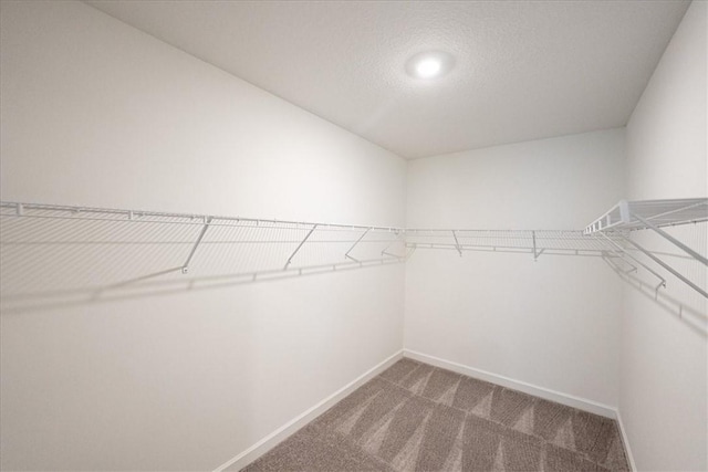spacious closet featuring carpet flooring