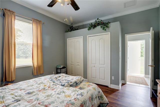 bedroom featuring two closets, ceiling fan, dark hardwood / wood-style floors, and crown molding