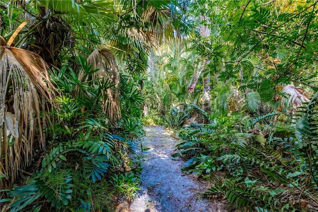 view of local wilderness