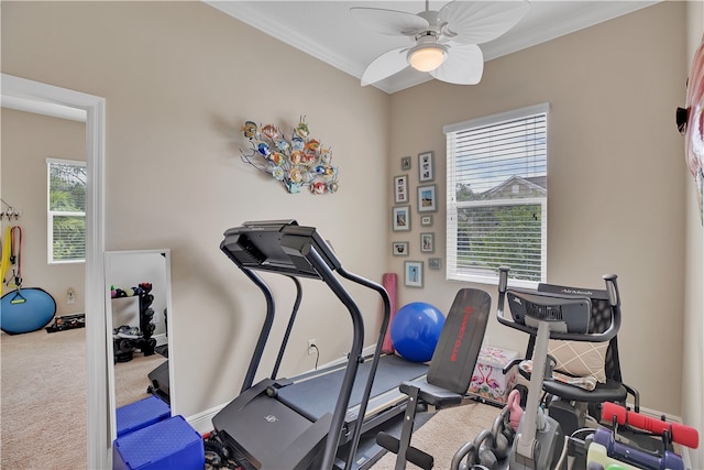 exercise area with carpet flooring, ceiling fan, and crown molding