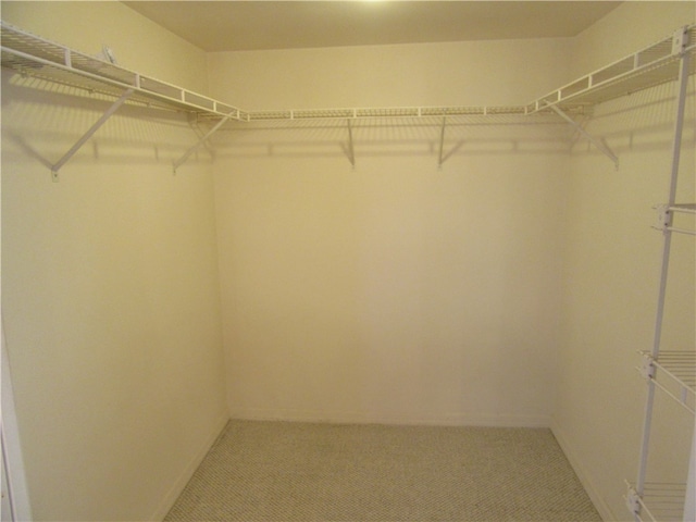 spacious closet featuring carpet flooring