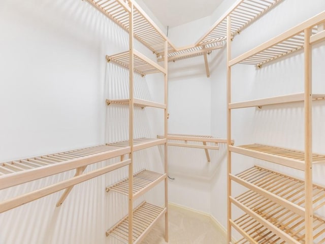 spacious closet featuring carpet flooring