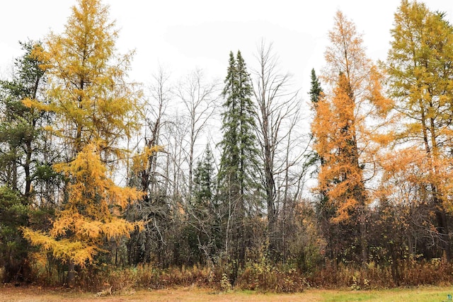 view of local wilderness