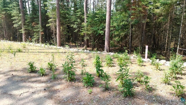 view of local wilderness featuring a view of trees