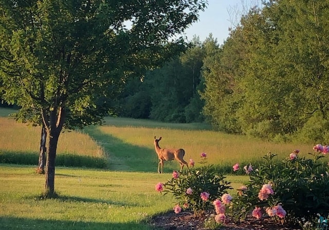 view of home's community with a lawn