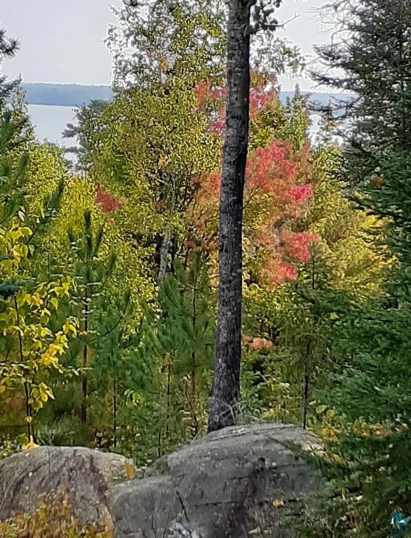 view of local wilderness
