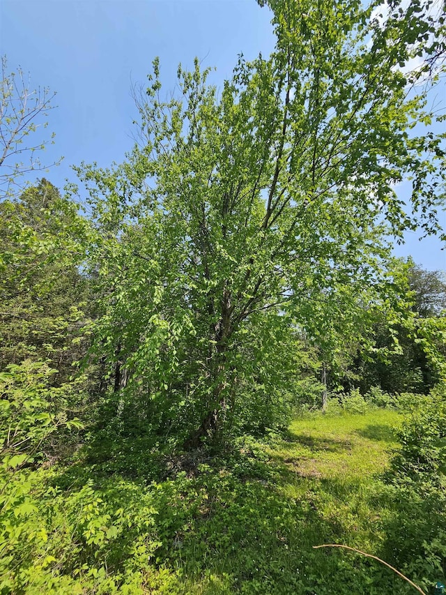 839 Loon Rd, Two Harbors, MN 55616 - view of tree filled area