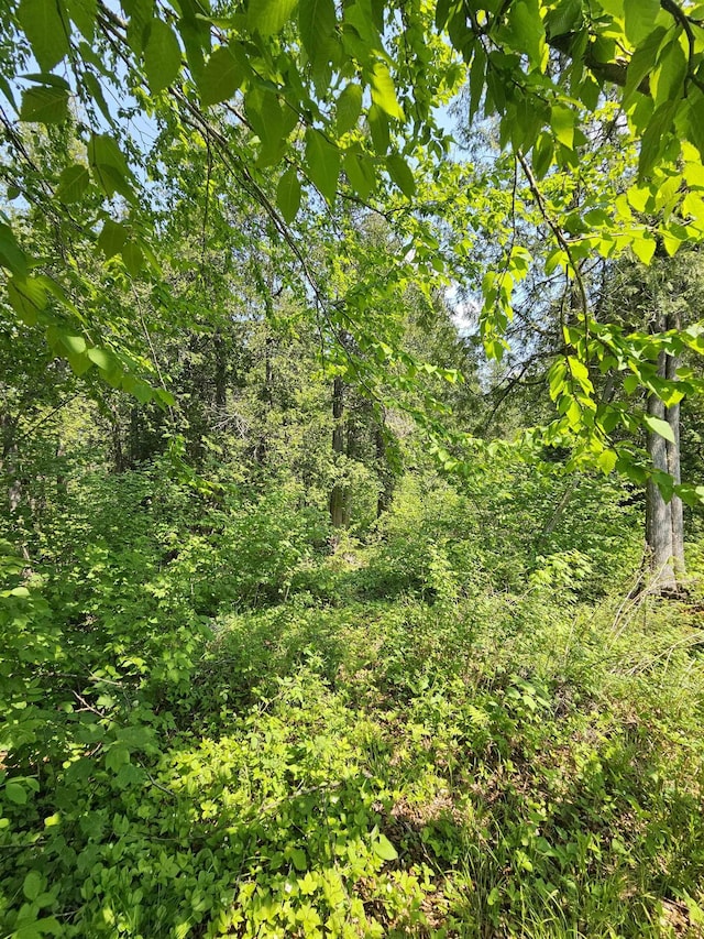 839 Loon Rd, Two Harbors, MN 55616 - view of tree filled area