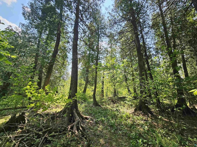 839 Loon Rd, Two Harbors, MN 55616 - view of tree filled area