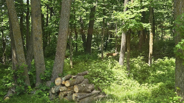 XX3 Sugar Bush Trl, Orr, MN 55771 - view of woods