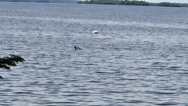XX3 Sugar Bush Trl, Orr, MN 55771 - water view