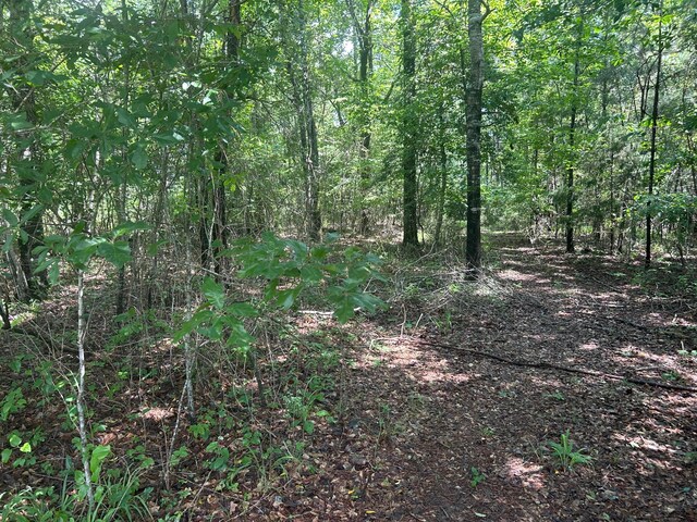 LOT51 Stoney Pt, Double Springs, AL 35553 - photo 11