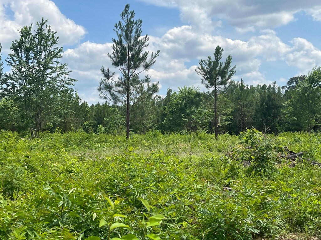 Ripley Rd, Carbon Hill, AL 35549 - photo 4