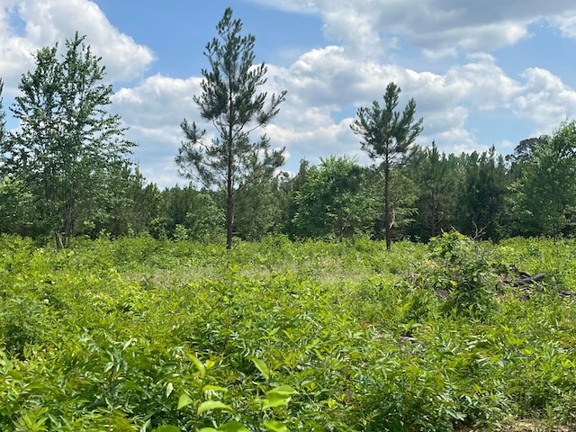Ripley Rd, Carbon Hill, AL 35549 - photo 4