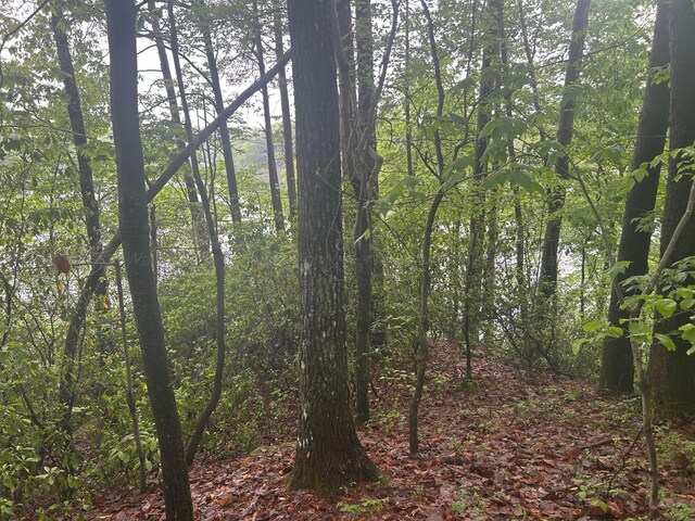 LOTS1 County Road 198, Crane Hill, AL 35053 - photo 23