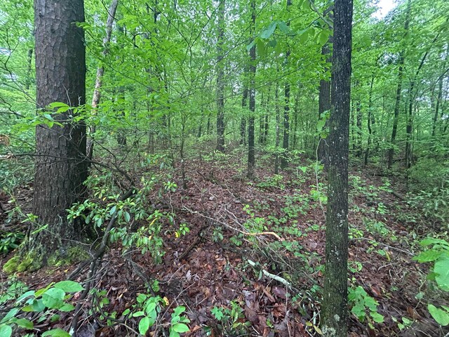 LOTS1 County Road 198, Crane Hill, AL 35053 - photo 17