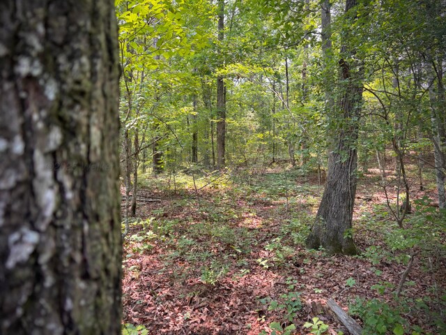 LOT31 Stoney Point Rd, Double Springs, AL 35553 - photo 20