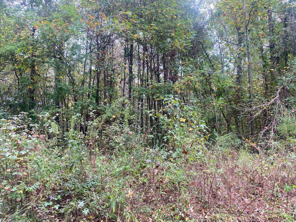 Blackwell Dairy Rd, Jasper, AL 35504 - photo 2