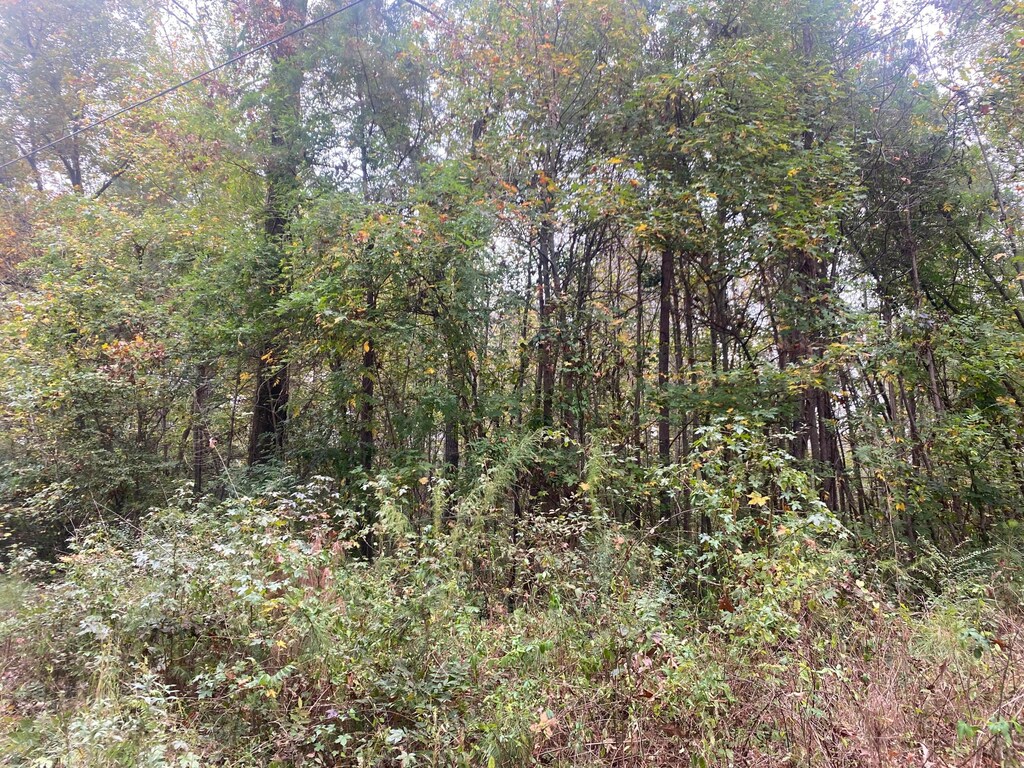 Blackwell Dairy Rd, Jasper, AL 35504 - photo 3