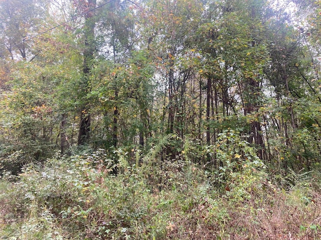 Blackwell Dairy Rd, Jasper, AL 35504 - photo 3
