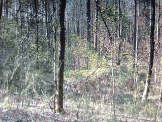 1540 Rose Rd, Nauvoo, AL 35578 - photo 21