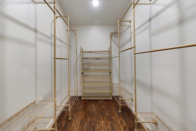 spacious closet featuring dark hardwood / wood-style floors