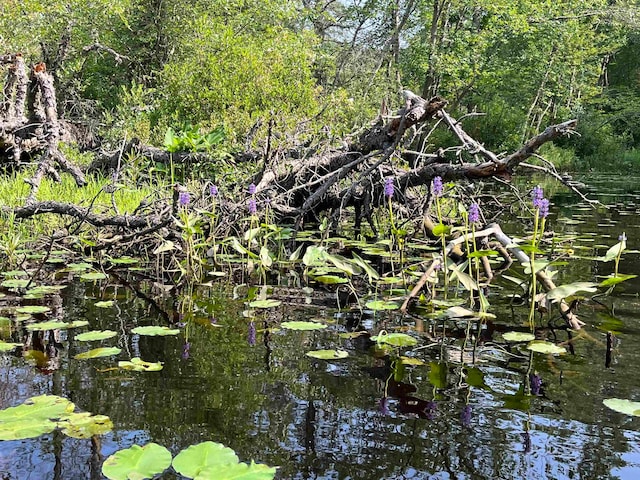 view of local wilderness with a water view