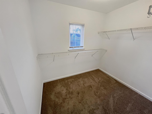 spacious closet featuring carpet floors