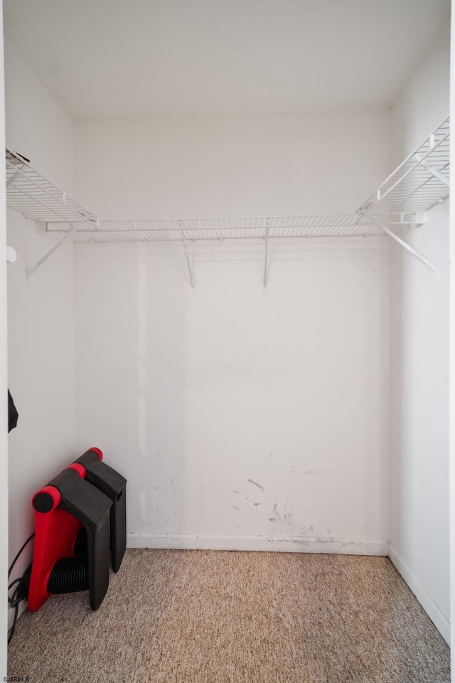 walk in closet with carpet flooring