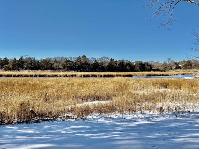 view of local wilderness