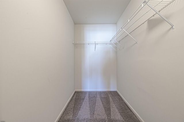 walk in closet featuring carpet flooring