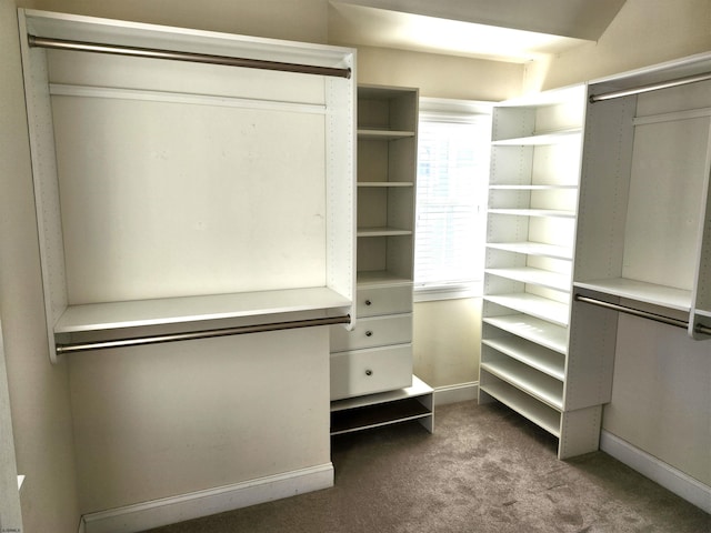 walk in closet with carpet flooring