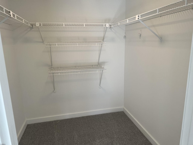 walk in closet featuring carpet flooring