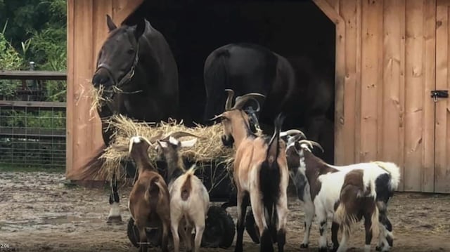 view of stable