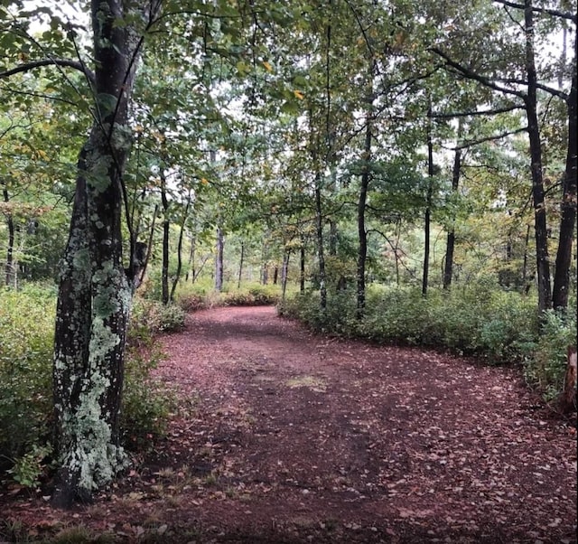 view of local wilderness featuring a wooded view