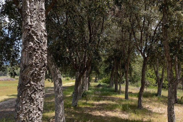 view of local wilderness