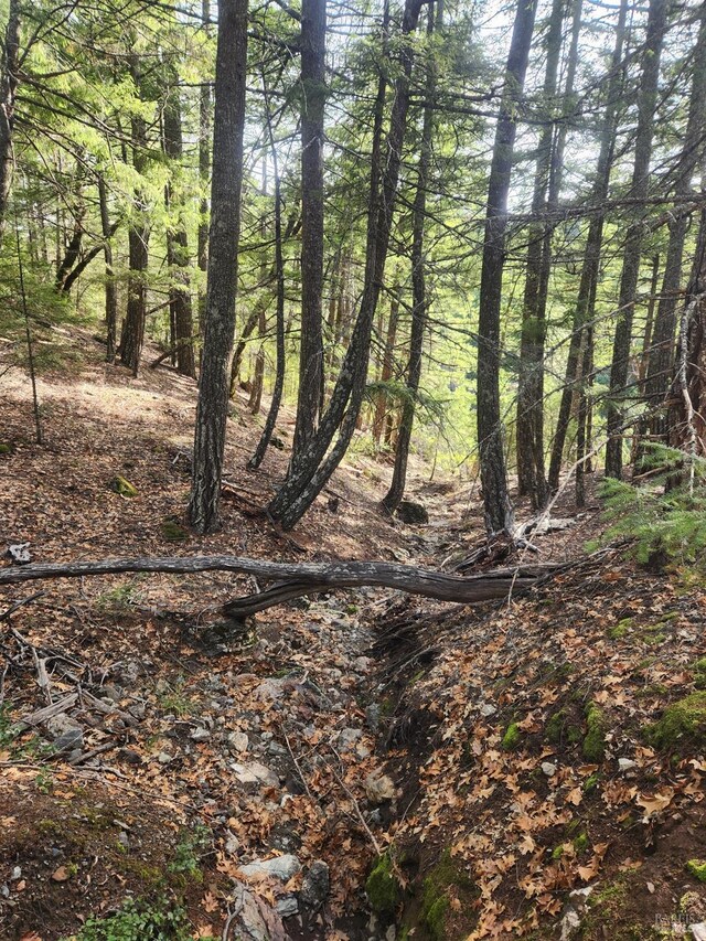 view of local wilderness