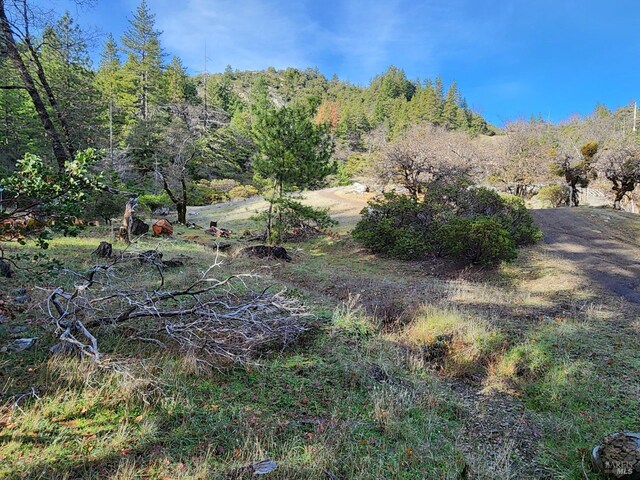 view of local wilderness