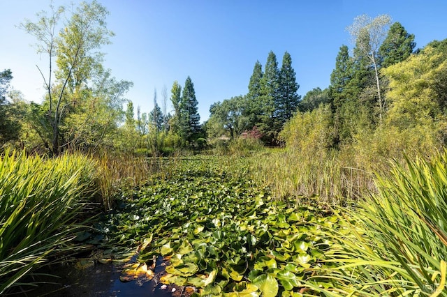 view of local wilderness