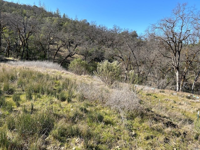 view of local wilderness