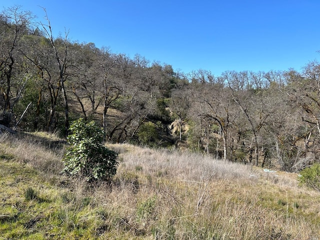 view of local wilderness