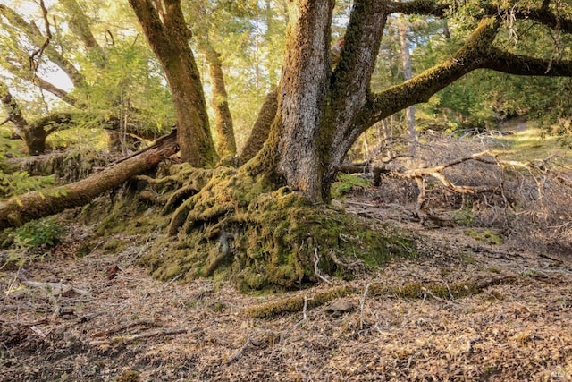 view of nature