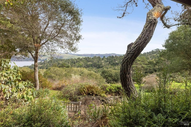 view of local wilderness