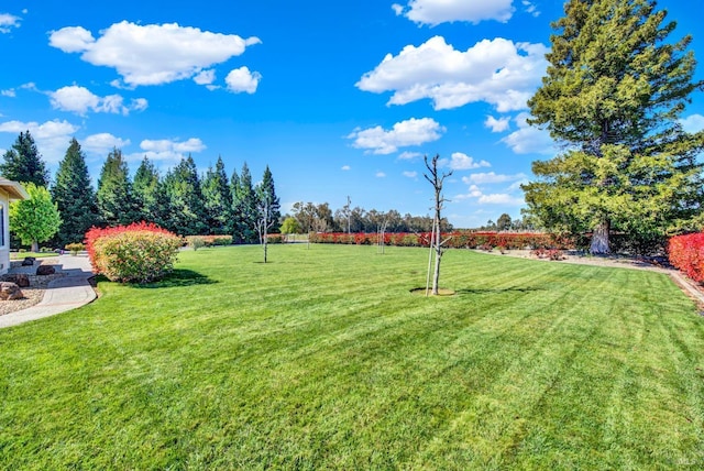 view of yard