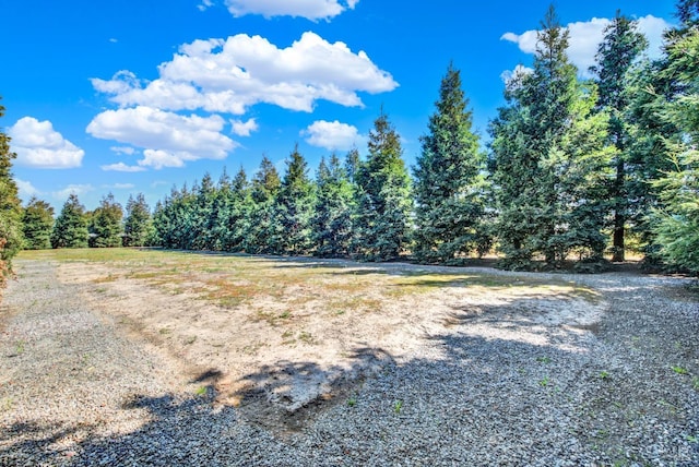 view of yard featuring a forest view