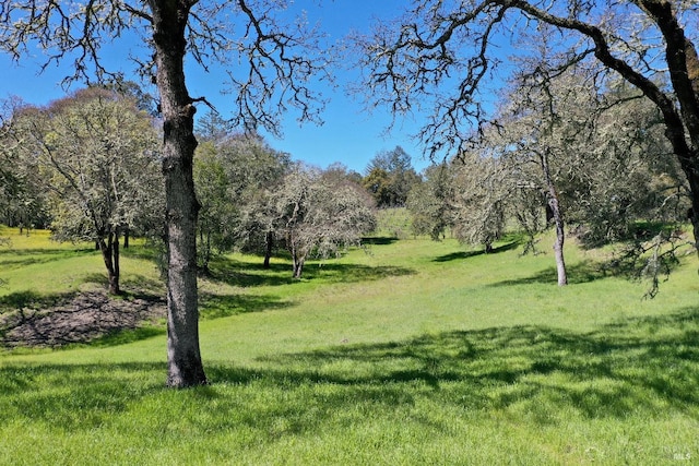 view of local wilderness