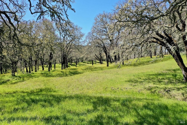 view of local wilderness